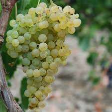 fonte Consorzio di tutela vini DOC Sicilia