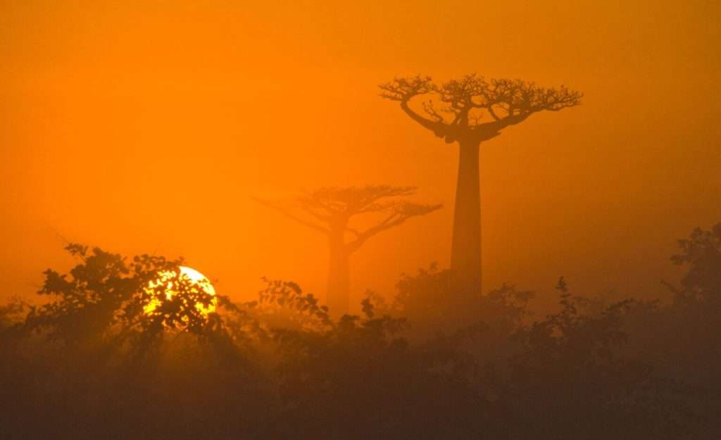 Baobab: il gigante buono