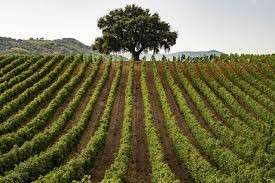 Consorzio di Tutela DOC Sicilia