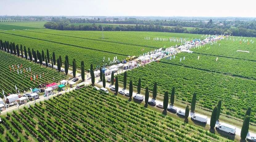 enovitisin campo