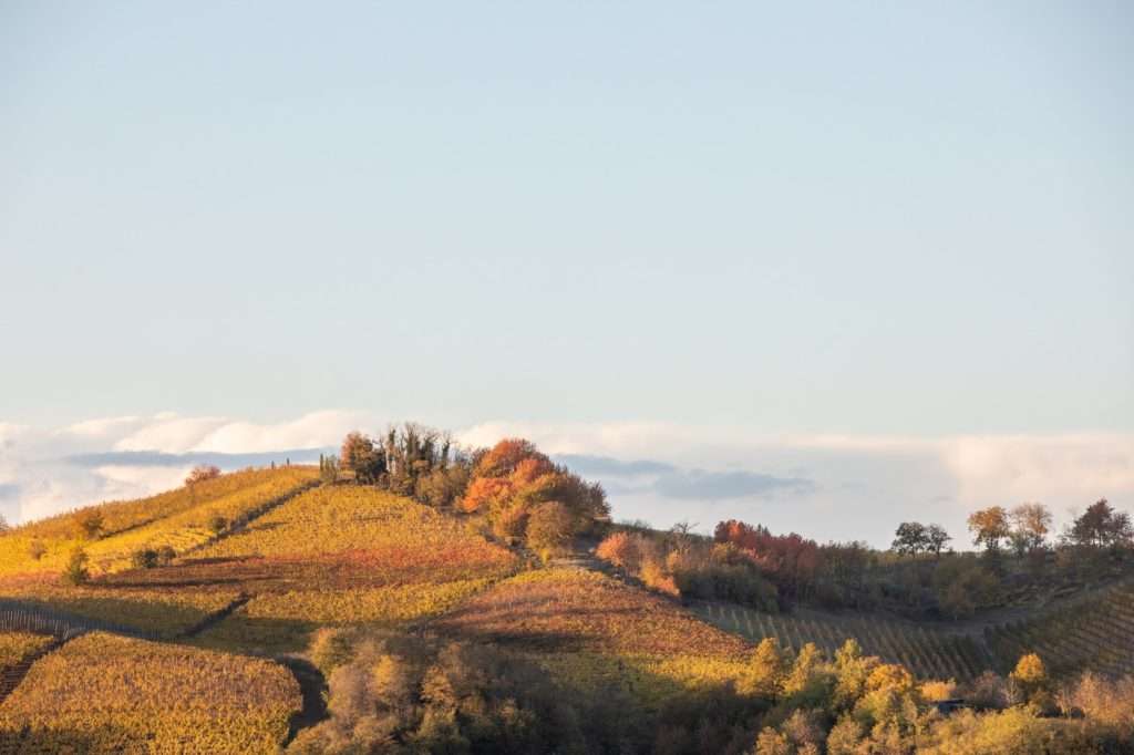 Foliage - Canelli - Sant