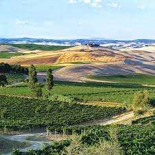 fonte Consorzio Brunello Montalcino