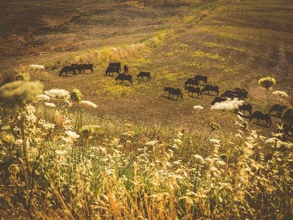 fonte ufficio stampa Slow Food