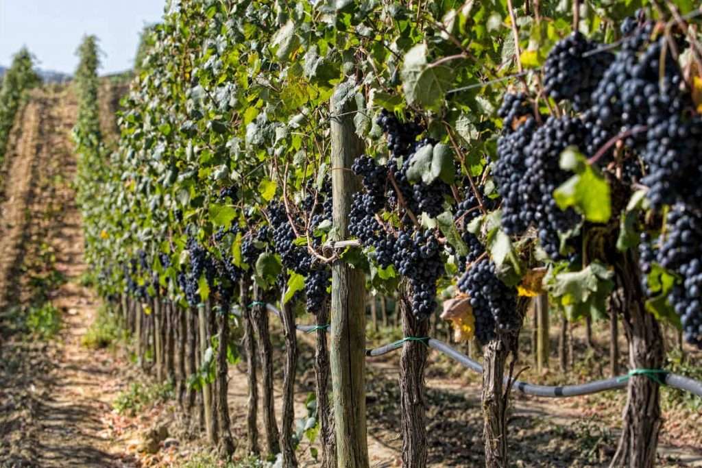 fonte ufficio stampa Consorzio Tutela Vini Montecucco