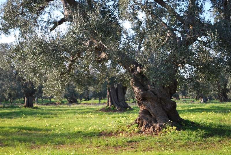 fonte ufficio stampa Slow Food