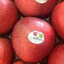 fonte MyFruit