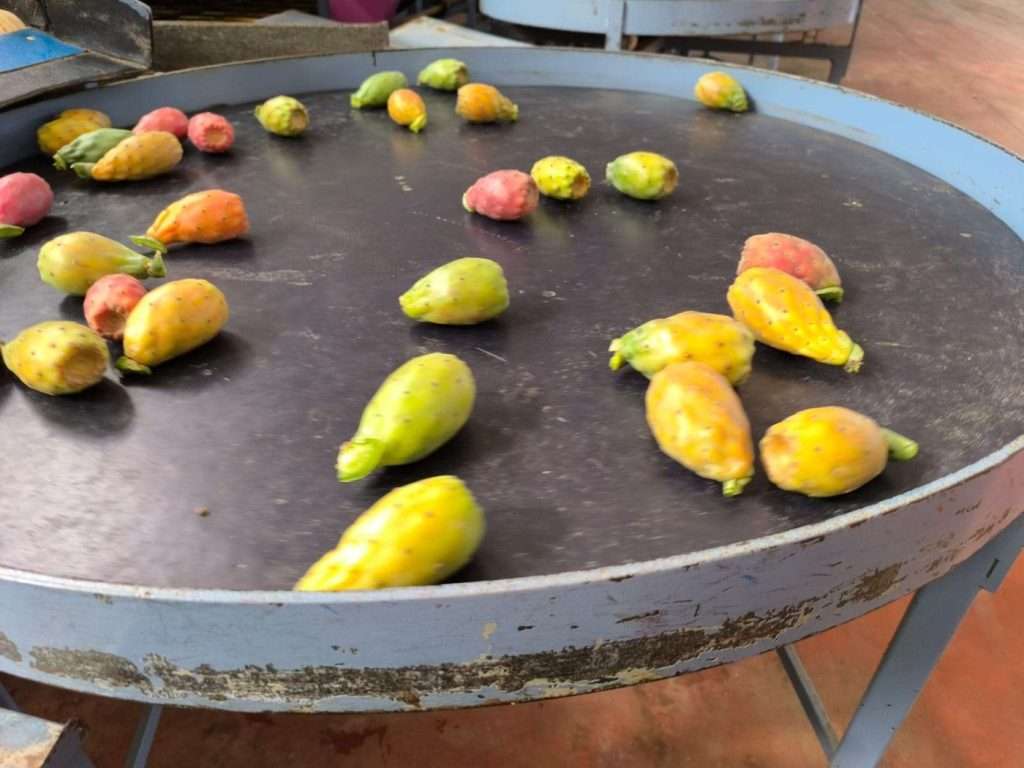 cirignotta maurizio