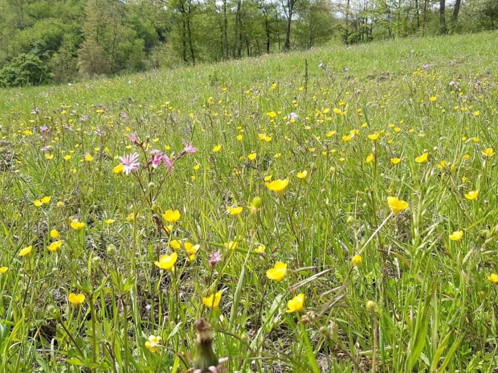 Parco nazionale dell’Appennino tosco-emiliano