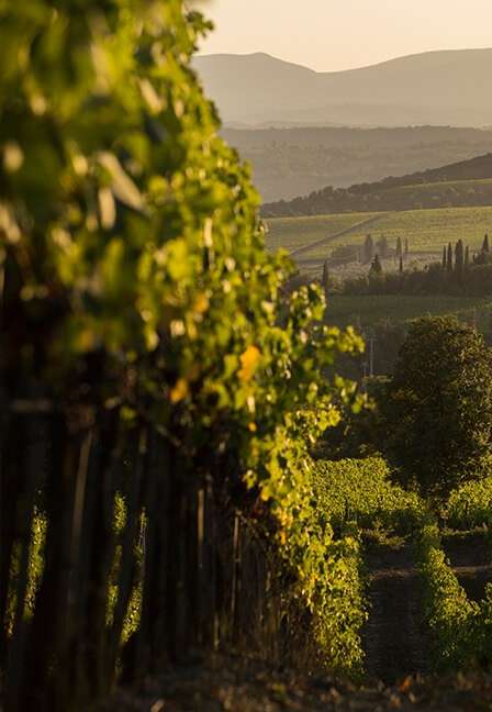 courtesy Tenuta Luce