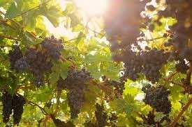 fonte Consorzio Tutela Vini Valpolicella