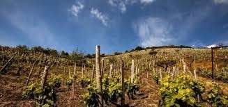 fonte Consorzio Etna Doc