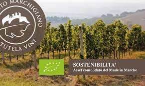 fonte Istituto Marchigiano di Tutela Vini