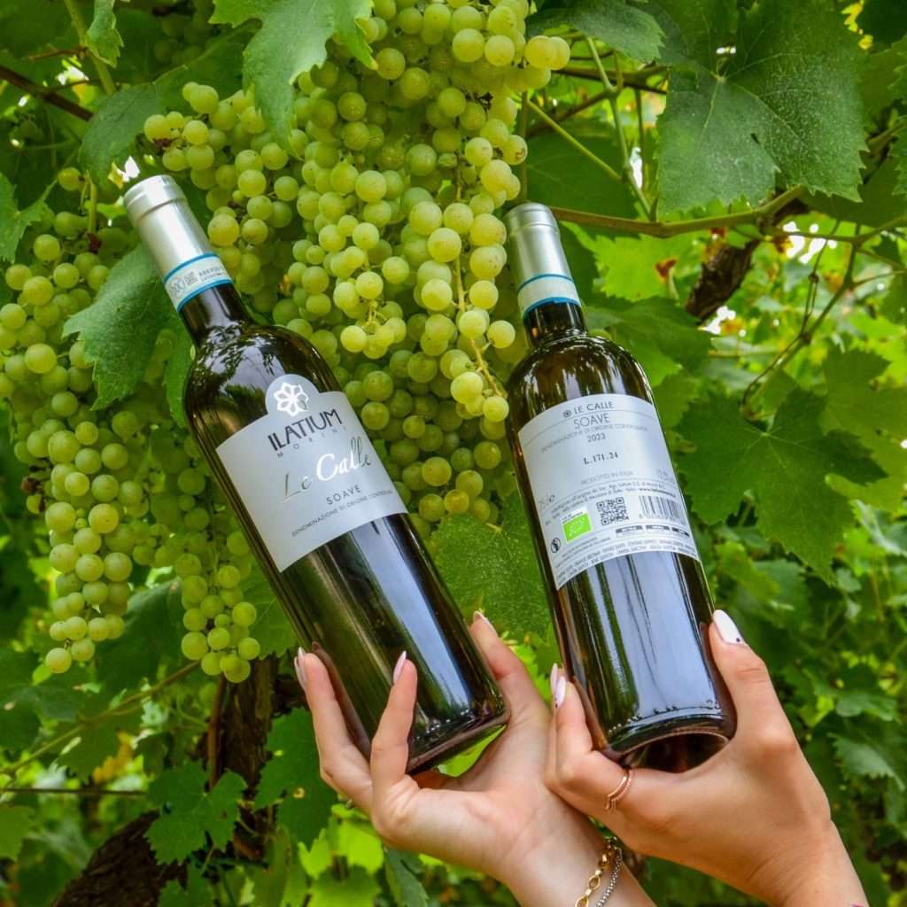cantina ilatium morini