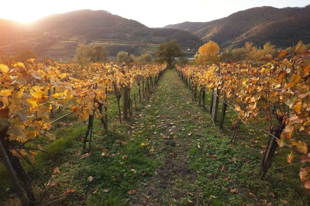 autumn vineyards in the sunset light
