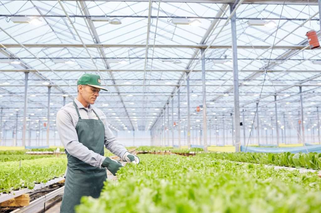 Male Worker at Vegetable Plantation