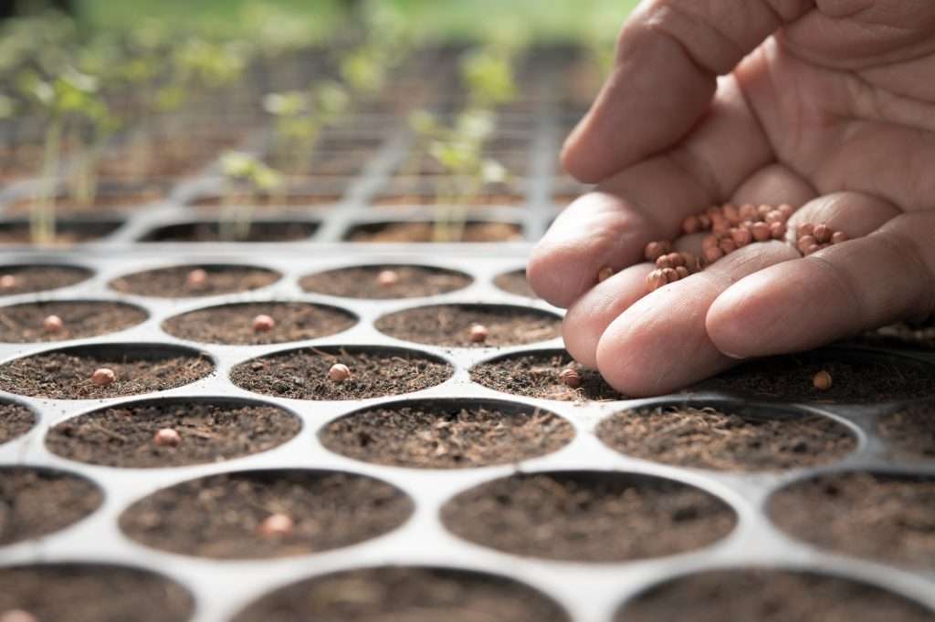Planting seeds