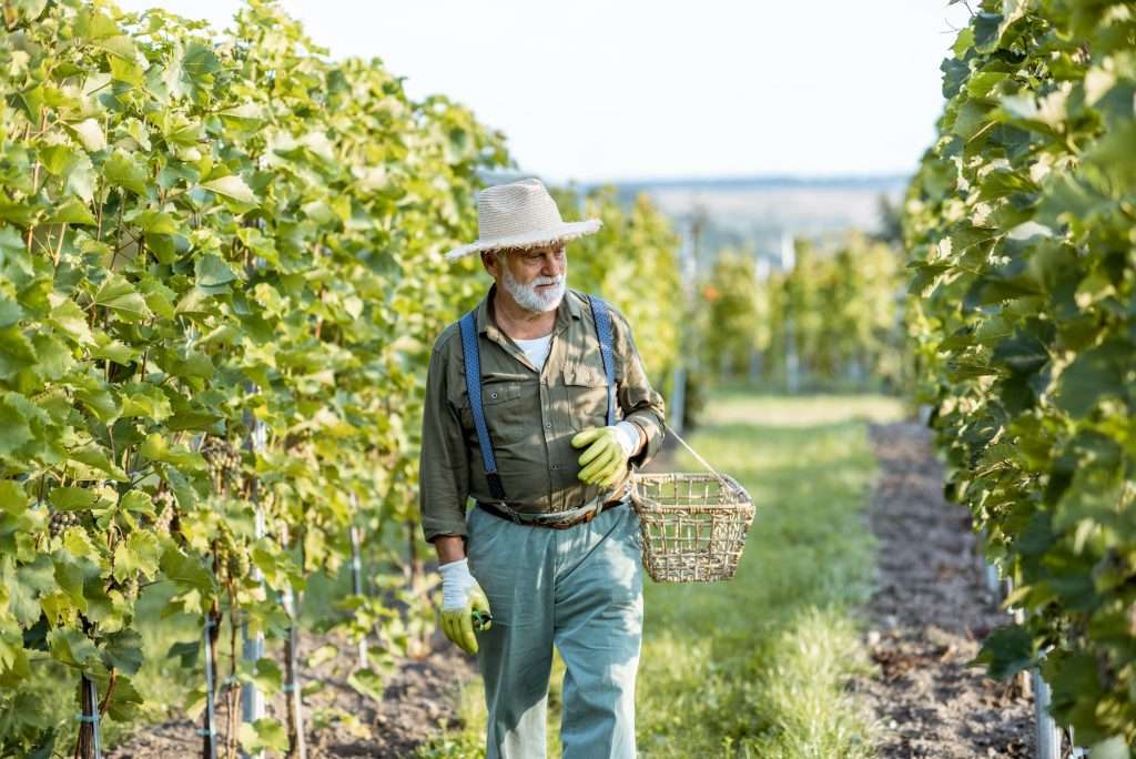 Senior winemaker on the vineyard