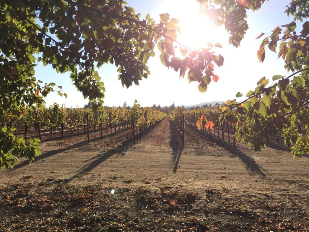 Vineyard